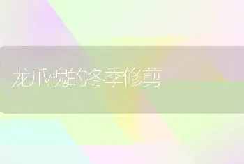 龙爪槐的冬季修剪