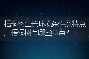 梧桐树生长环境条件及特点