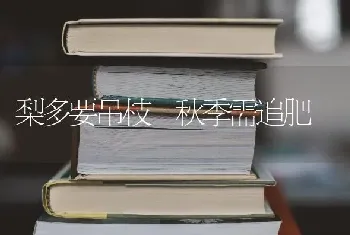 梨多要吊枝 秋季需追肥