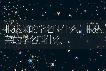 根达菜的学名叫什么