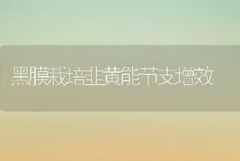 黑膜栽培韭黄能节支增效