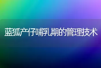 蓝狐产仔哺乳期的管理技术