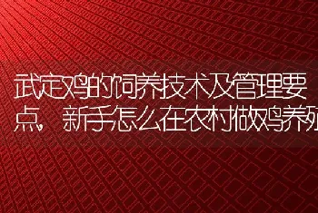 武定鸡的饲养技术及管理要点