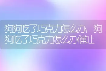 狗狗吃了巧克力怎么办,狗狗吃了巧克力怎么办催吐