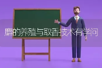 麝的养殖与取香技术有学问