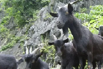 黑山羊养殖图片