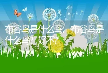 狗能吃栗子吗,狗能吃栗子吗板栗