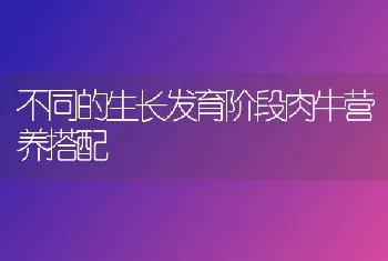 不同的生长发育阶段肉牛营养搭配