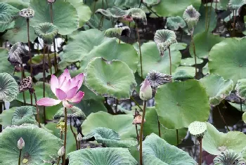 荷花和莲花哪个结莲藕