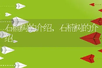 石楠树的介绍