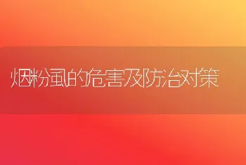 烟粉虱的危害及防治对策