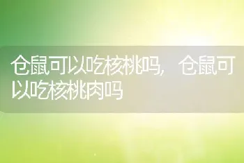 仓鼠可以吃核桃吗