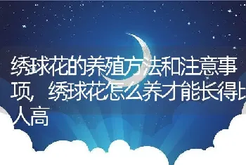 绣球花的养殖方法和注意事项