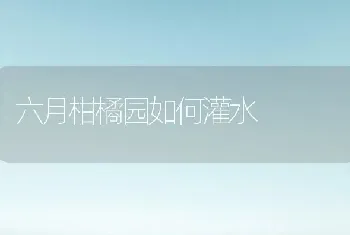 六月柑橘园如何灌水