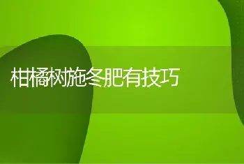 柑橘树施冬肥有技巧