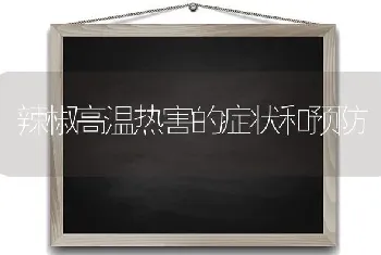 辣椒高温热害的症状和预防