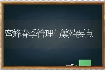 蜜蜂春季管理与繁殖要点