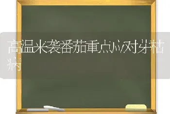 高温来袭番茄重点应对芽枯病