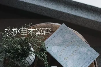 核桃苗木繁育