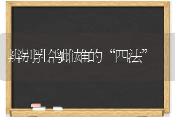 辨别乳鸽雌雄的“四法”