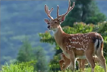 野生梅花鹿的生物特性