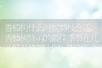 香樟树什么时候剪枝合适