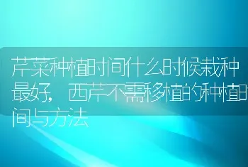 芹菜种植时间什么时候栽种最好