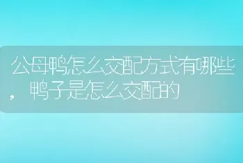 公母鸭怎么交配方式有哪些