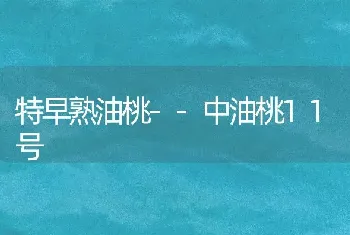 特早熟油桃--中油桃11号