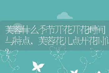 芙蓉什么季节开花开花时间与特点