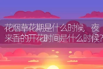 花烟草花期是什么时候