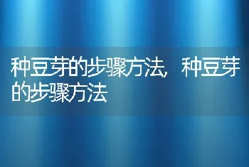 种豆芽的步骤方法