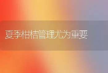 夏季柑桔管理尤为重要