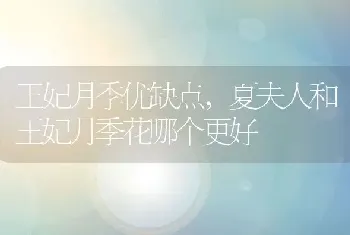 王妃月季优缺点