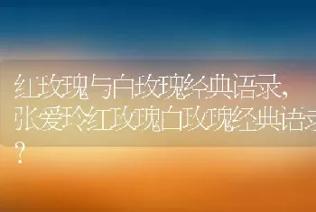 红玫瑰与白玫瑰经典语录