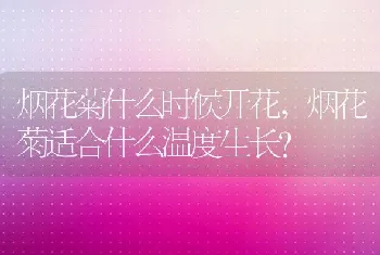 烟花菊什么时候开花