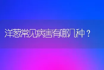 洋葱常见病害有哪几种?