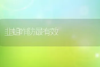 韭蛆咋防最有效