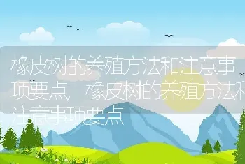 橡皮树的养殖方法和注意事项要点