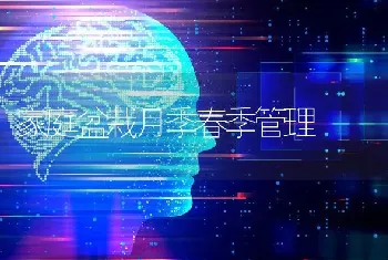 家庭盆栽月季春季管理