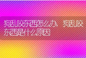 狗乱咬东西怎么办,狗乱咬东西是什么原因