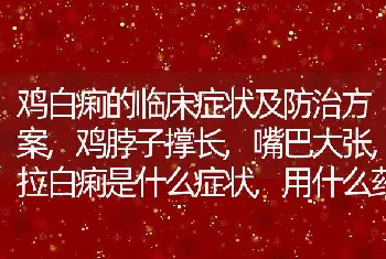 鸡白痢的临床症状及防治方案,鸡脖子撑长,嘴巴大张,拉白痢是什么症状