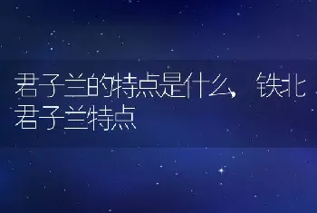 君子兰的特点是什么