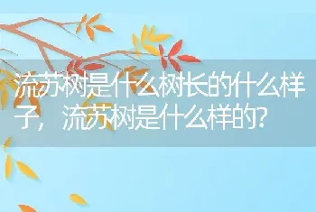 流苏树是什么树长的什么样子