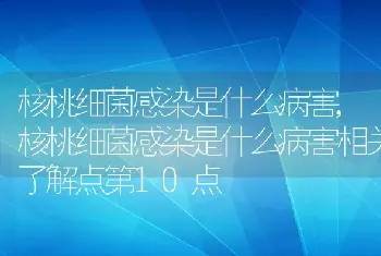 核桃细菌感染是什么病害