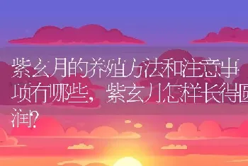 紫玄月的养殖方法和注意事项有哪些