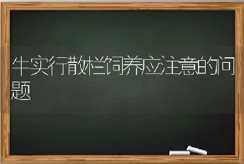 牛实行散栏饲养应注意的问题