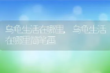 乌龟生活在哪里,乌龟生活在哪里简笔画