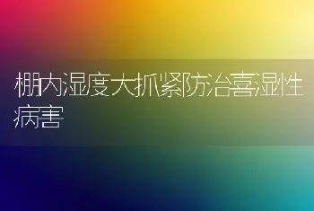 棚内湿度大抓紧防治喜湿性病害