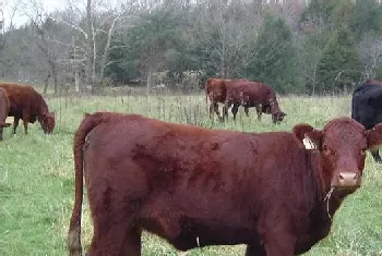 养殖肉牛需要掌握的增肥技术详解